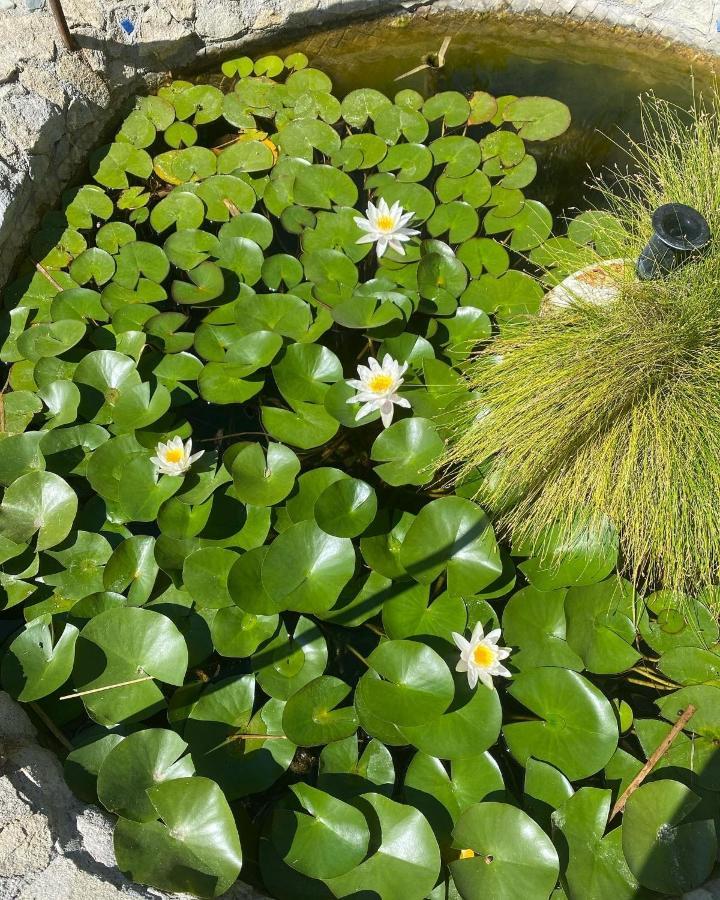 B&B Il Giardino Delle Meraviglie Melito Di Porto Salvo Exterior foto