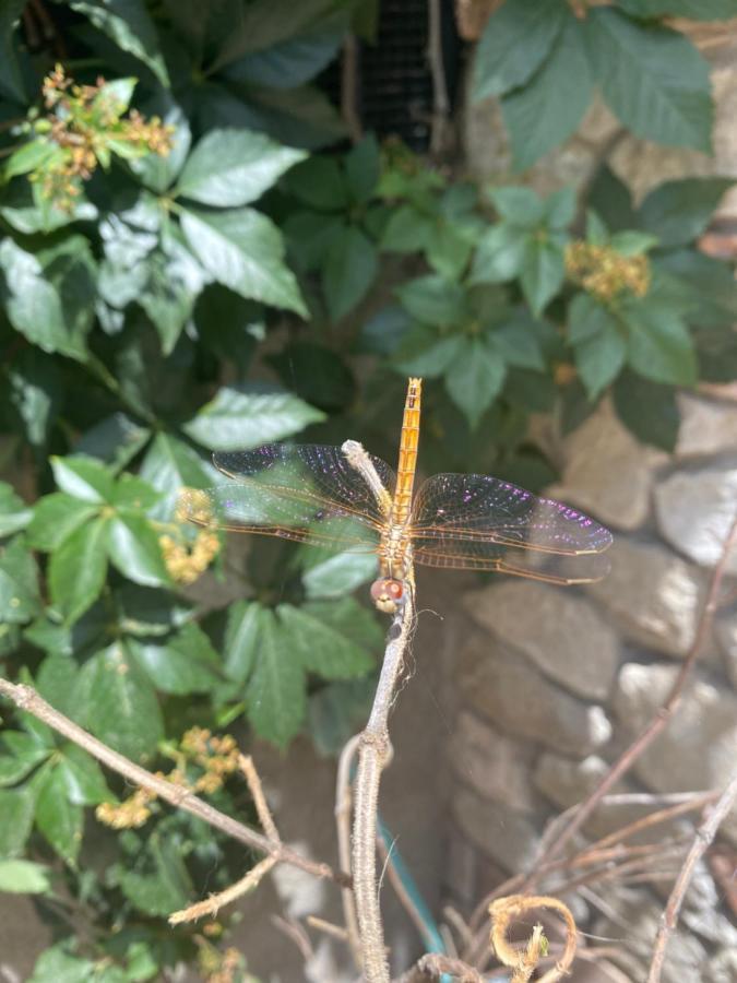 B&B Il Giardino Delle Meraviglie Melito Di Porto Salvo Exterior foto